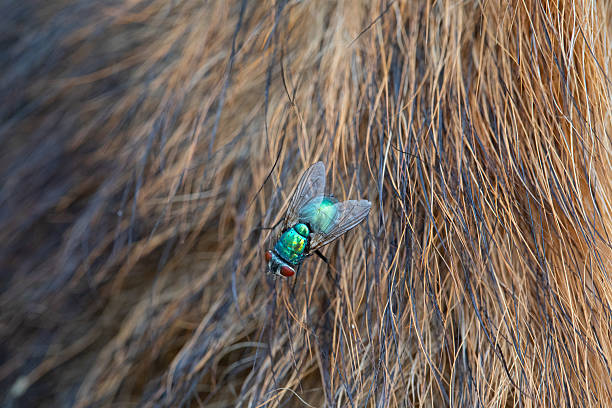 ostrich feather