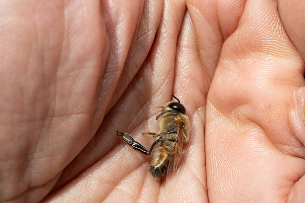 istock Beekeeper holding dead honey bee in hand: climate change and environmental issues 2236205585