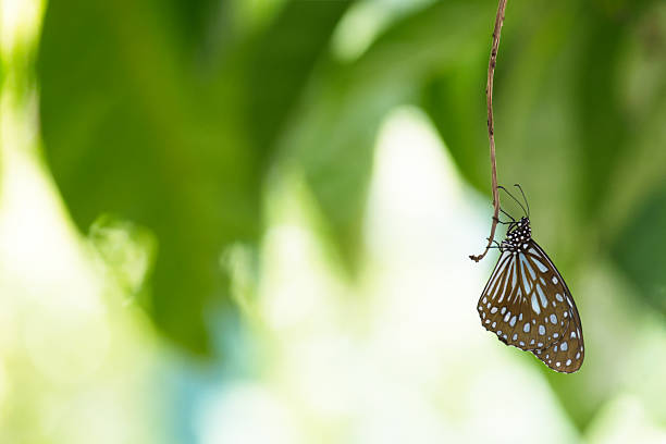 Blue Tiger butterfly (Tirumala limniace) hanging from a twig, blurred green foliage background, macro insect photography