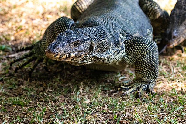 istock Asian water monitor lizard walking towards camera. 2236206081