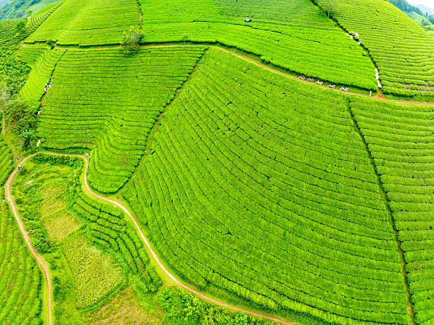 istock High angle view Rows of growing tea plantation at Long Coc mountains, Phu Tho province,Texture of Green tea leaf in northern Vietnam 2236207187