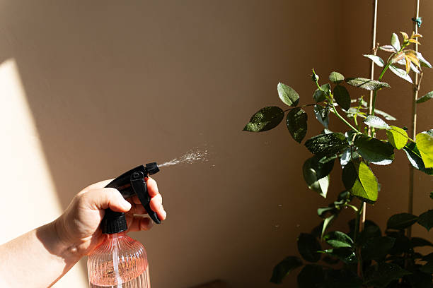 istock Pink spray bottle with fresh rose bush and on sunny background 2236207378