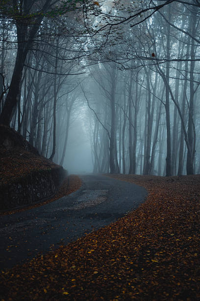 istock Fog All Around The Trees Of The Forest During Fall 2236207446