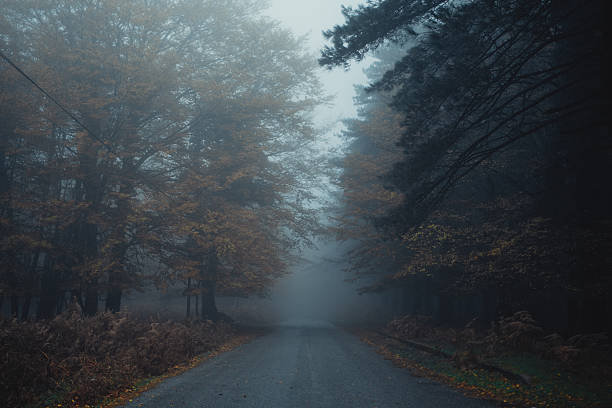 Dark And Creepy Atmosphere In The Woodland During Fall.