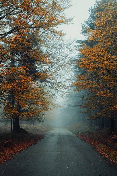 istock Fog And Colored Leaves For An Autumnal Forest 2236207480