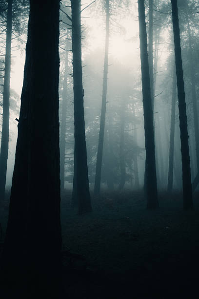 istock Silhouettes Of Bare Trees In A Forest During Fall 2236207511