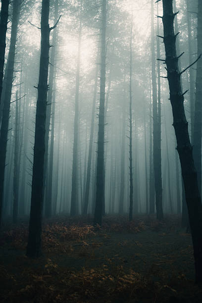 istock Dark And Creepy Spot In The Forest During Fall 2236207516
