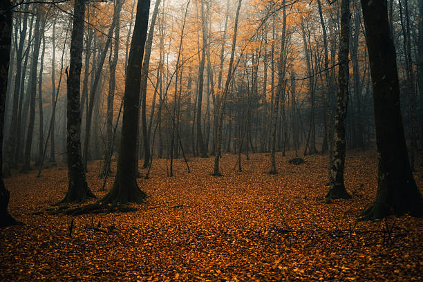 Orange Bed Of Leaves Inside The Woodland During Fall.