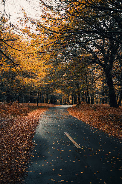 istock Wind And Fog Over The Almost Bare Trees In The Forest 2236207927