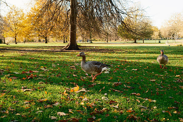 Happy Ducks Roaming On The Grass Of The Park During Fall.