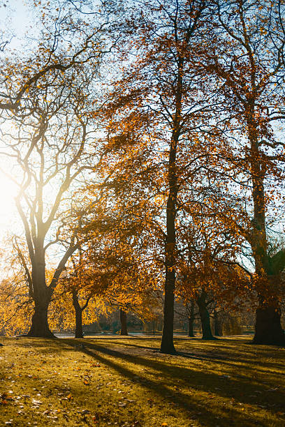 istock Sun Shining Over The Park In Autumn 2236208283