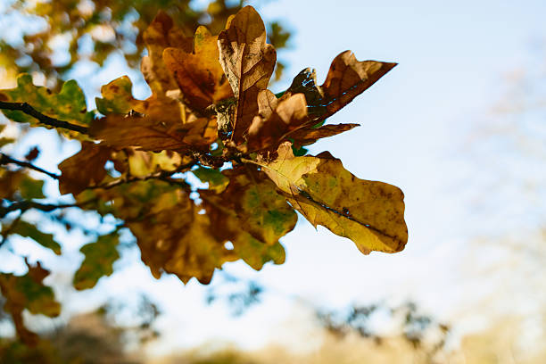 istock Rounded Shape Of A Group Of Leaves On A Branch 2236208289