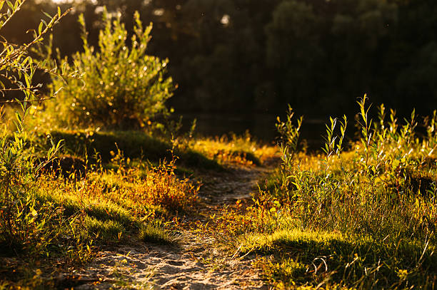 A serene path is lined with vibrant grass and colorful plants, illuminated by the warm light of sunset