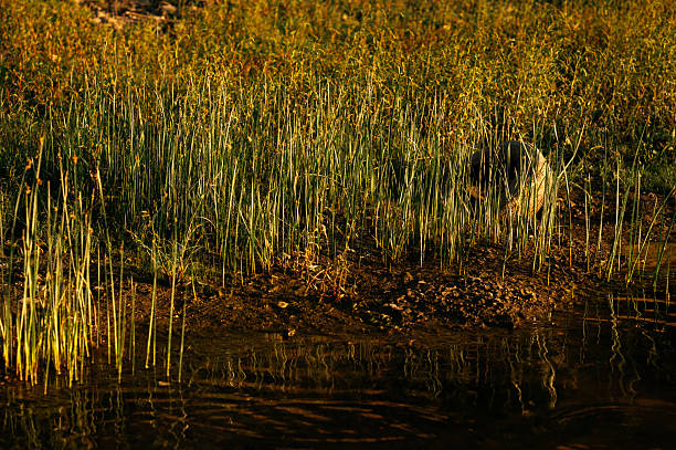 A serene lake scene captures vibrant grass and soft water reflections glistening in warm golden light