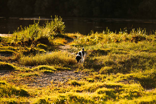 A peaceful and serene scene of a curious dog joyfully exploring the lush green grass by a tranquil river during sunset