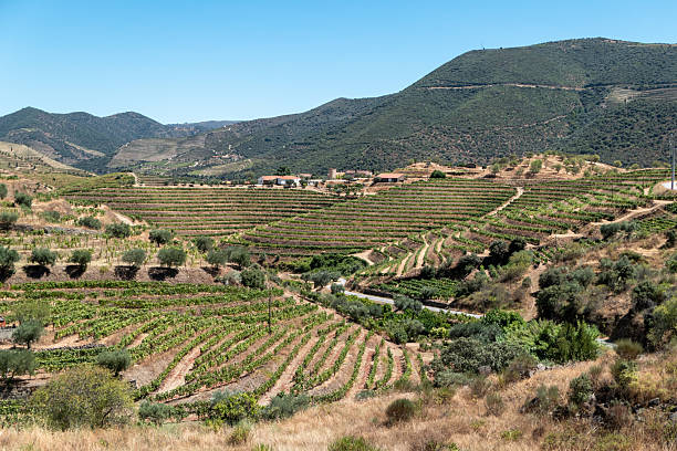 istock Vineyards and olive groves amidst the mountainous slopes 2236209998