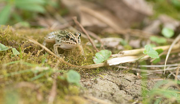 istock Photographing a frog with a macro lens 2236210388
