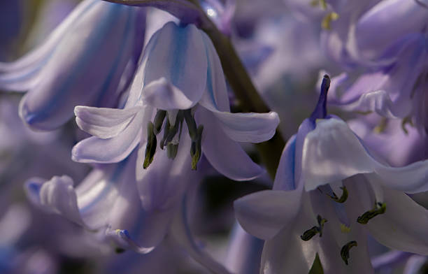 istock Purple beauty. 2236212447