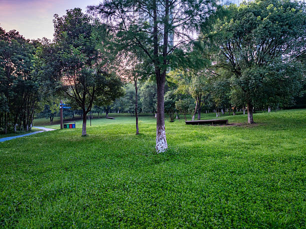 Large green lawn in a city park
