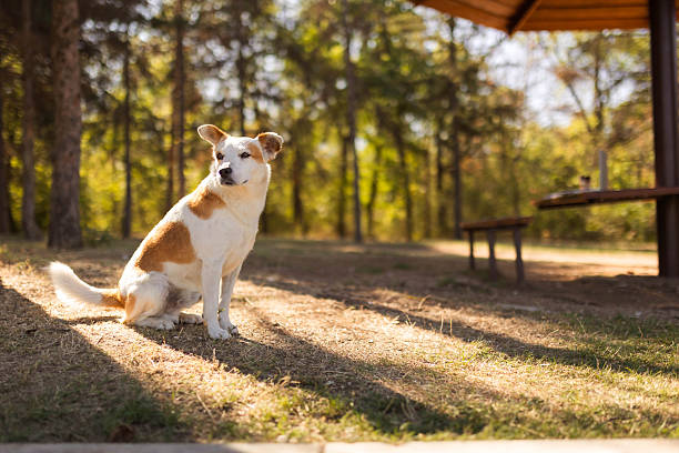 Lonely dog outdoors in nature, waiting in the park.