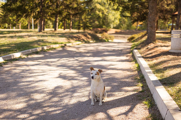 Homeless dog in park, symbol of kindness and adoption.