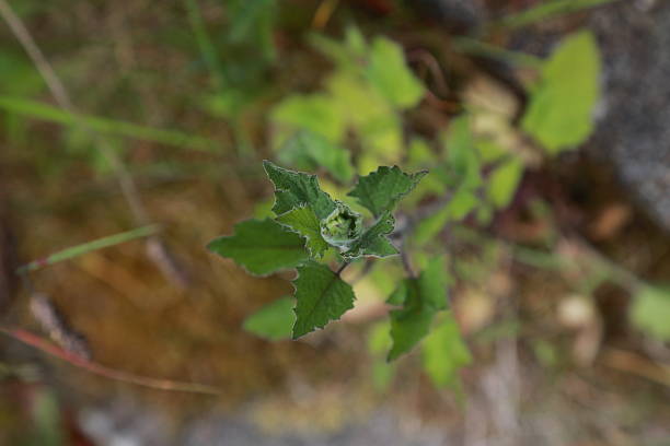 istock Young Chenopodium Plant with Serrated Leaves 2236215044