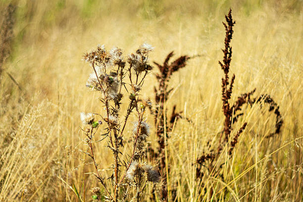 istock Dry autumn vegetation. 2236216419