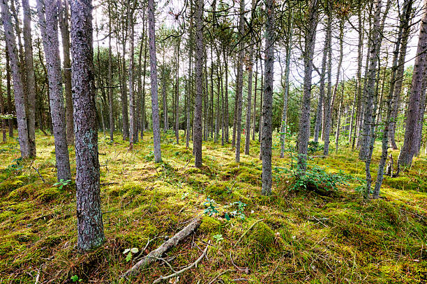 A picturesque view of a Nordic forest in Denmark featuring straight pine trees (Pinus spp.) with lush moss (Polytrichum spp.) covering the forest floor, bathed in the soft light filtering through the canopy.
