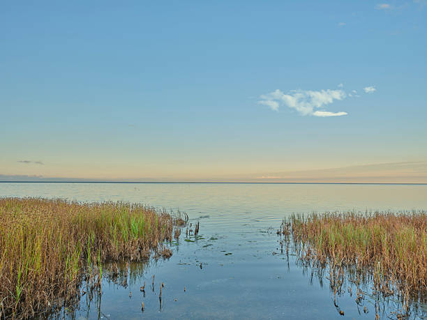 Serene morning at Denmark's coast, featuring horizon waters, lush Phragmites communis reeds, and a pastel sky. A picturesque view embodying peace, natural beauty, and ecological richness.