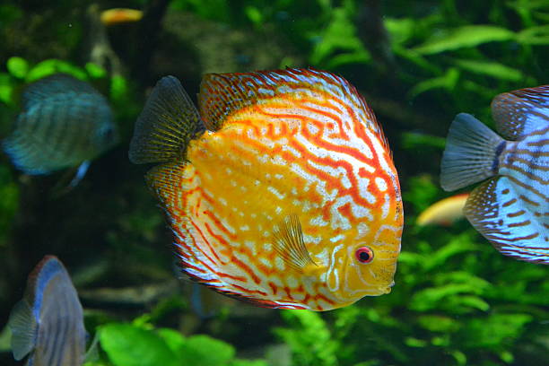 istock Discus fish in aquarium, tropical fish. Symphysodon discus from Amazon river. Blue diamond, snakeskin, red turquoise and more 2236218025