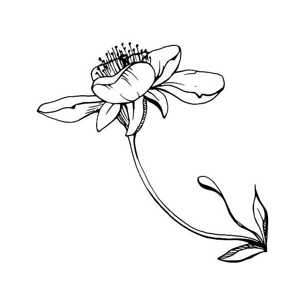 istock Early spring flowers, white cherry sakura apple blossom petals, watercolor hand drawn forest anemone primrose daisy ephemera. Single object isolated illustration. Wedding, florist shop, scrapbooking. 2236219842
