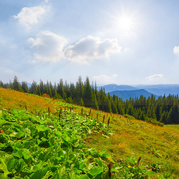 green mountain valley with forest at the bright sunny day
