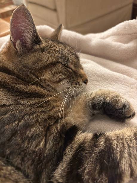 istock Tabby cat resting on a blanket in a house 2236220204
