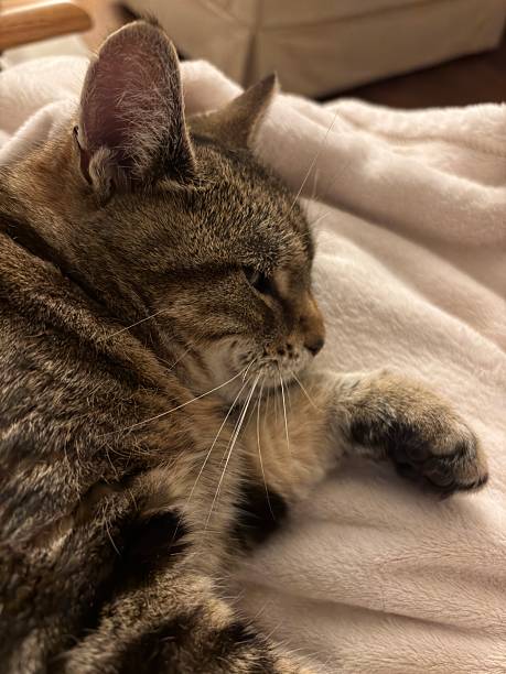 istock Tabby cat resting on a blanket in a house 2236220216