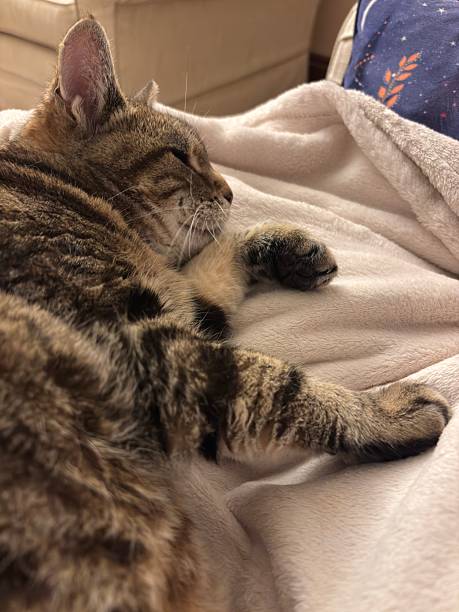 istock Tabby cat resting on a blanket in a house 2236220225