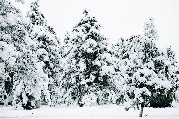 Winter park with snowy branches, fir trees