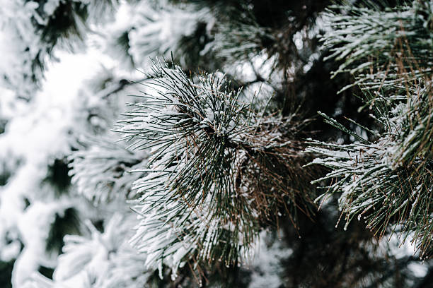 istock Winter park with white snowy branches, fir trees 2236220518