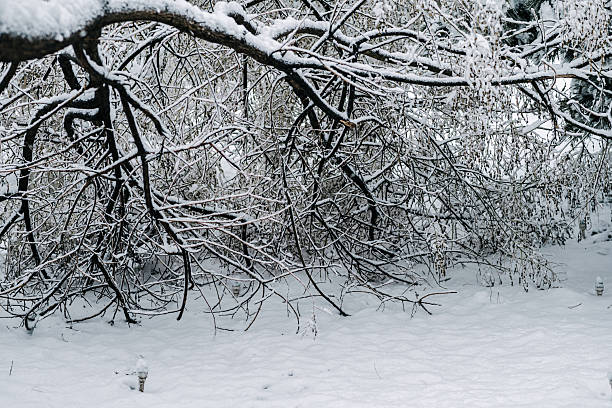 istock Winter park with white snowy branches, fir trees 2236220557