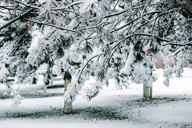 Winter park with white snowy branches, fir trees