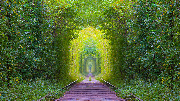 istock long railway among the green forest tunnel, beautiful transportation scene 2236220623