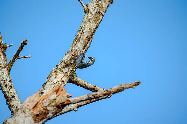 Coppersmith barbet (Psilopogon haemacephalus) perched gracefully on a bare weathered branch against a clear blue sky. Colorful bird feeding on tree
