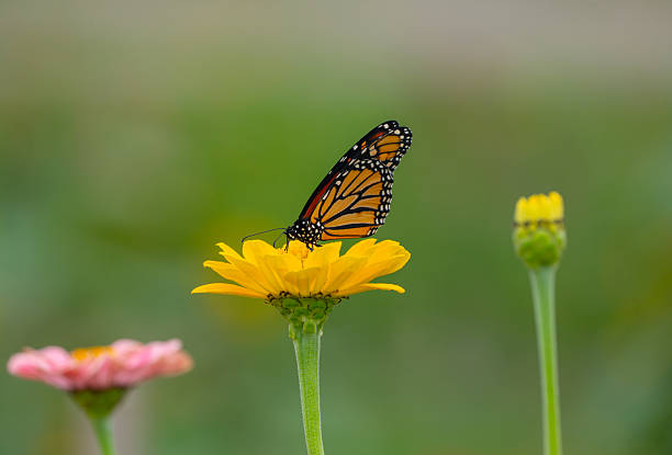 istock close up on butterfly on blooming flower 2236223051