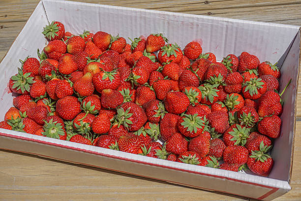 A white cardboard box filled with freshly picked strawberries of varying ripeness, sitting on dry soil amidst green strawberry plants in an outdoor field, concept of fruit farming, agritourism