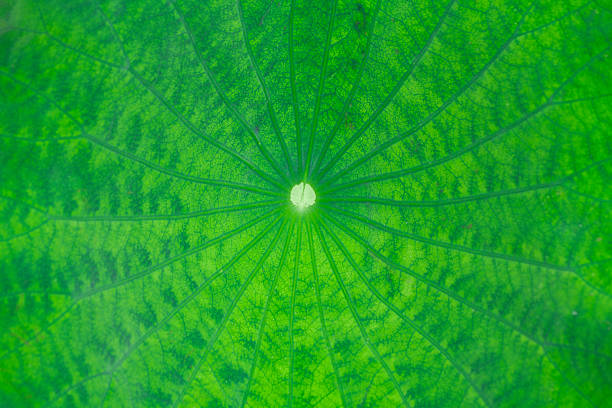 Close up on green lotus flower leaf with dew as background