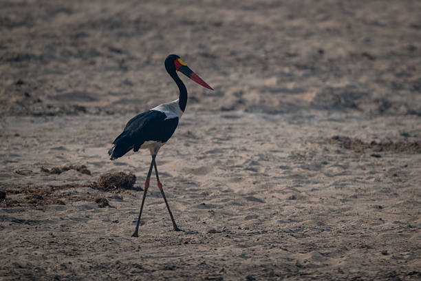Saddle-billed stork walks backlit across sandy ground