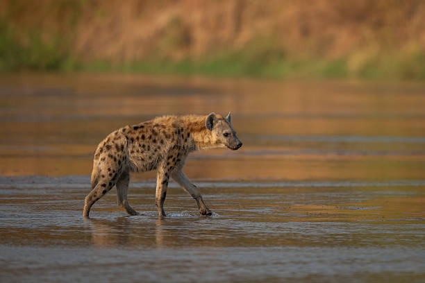 istock Spotted hyena crosses shallow river with catchlight 2236226323