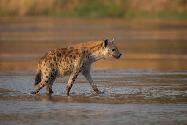 istock Spotted hyena crosses shallow river in sunshine 2236226325
