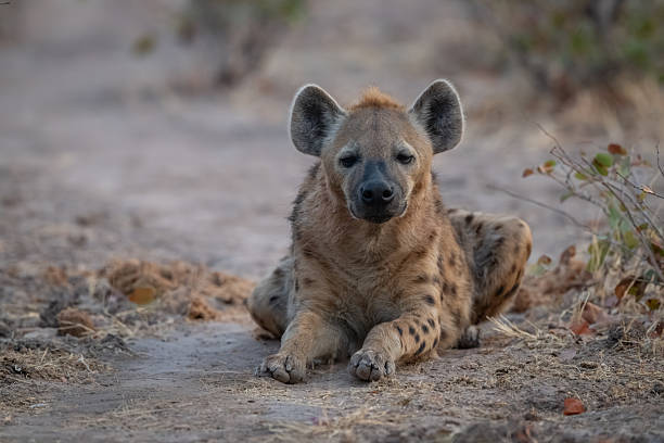istock Spotted hyena lies among bushes facing camera 2236226326