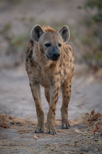 istock Spotted hyena stands among bushes facing camera 2236226334
