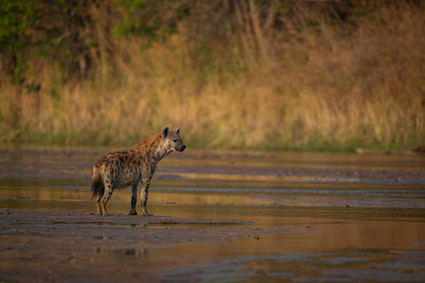 istock Spotted hyena stands on mudflat turning head 2236226341